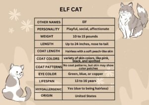 Elf-cat