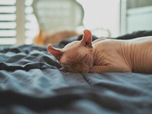 Elf-Hairless-Cat