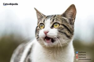 American-wirehair-grey and white-cat-breeds