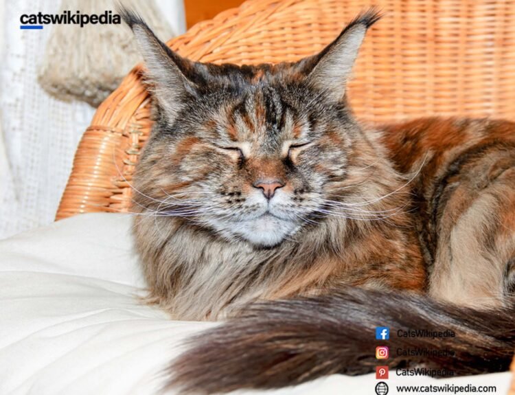 ARE-MAINE-COON-CATS-HYPOALLERGENIC?