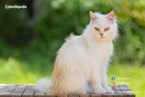White-Persian-Cat