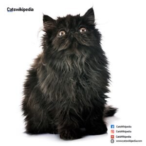 Black-Persian-Cat