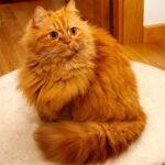 Orange-Persian-Cat