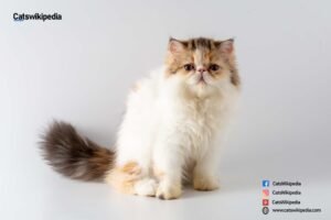 Calico-Persian-Cat 