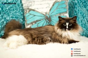 ARE-PERSIAN-CATS-HYPOALLERGENIC