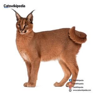 Caracal-Cats