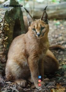 Caracal-Cat