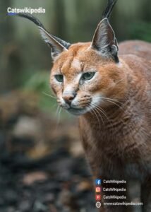 African Caracal Cats