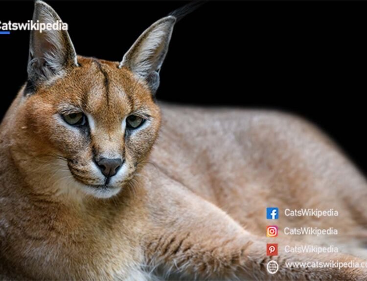 Caracals-Cat