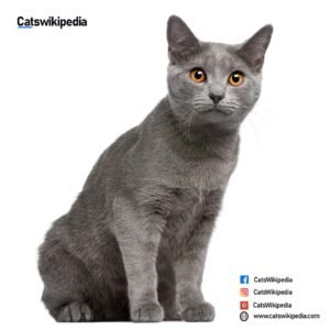 Chartreux-Cat-Kitten