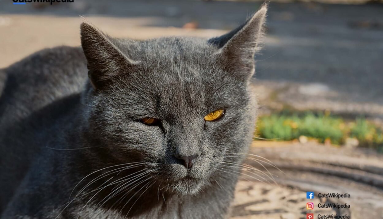 Chartreux-cat-characteristics