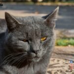 Chartreux-cat-characteristics