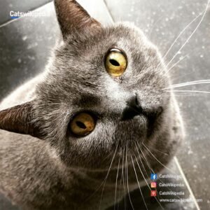 Chartreux-Cat-Breed