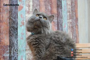 Grey-Persian-Cat