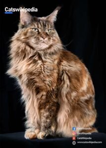 BROWN MAINE COON 