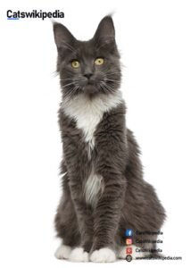 TUXEDO-MAINE-COON