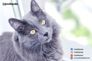 BLUE-MAINE-COON