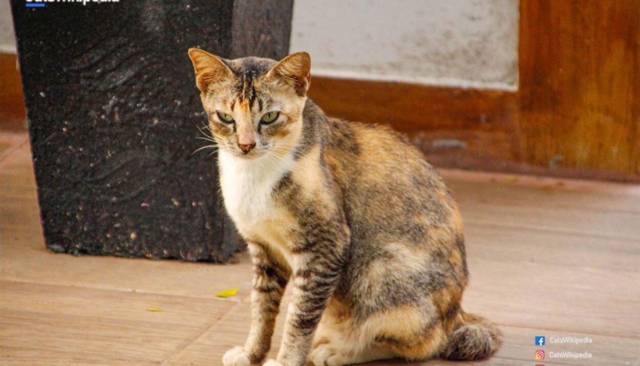 DILUTE-TORTOISESHELL-CAT