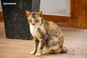 DILUTE-TORTOISESHELL-CAT