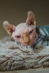 Elf-Hairless-Cat