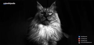 BLACK-AND-WHITE-MAINE-COON 