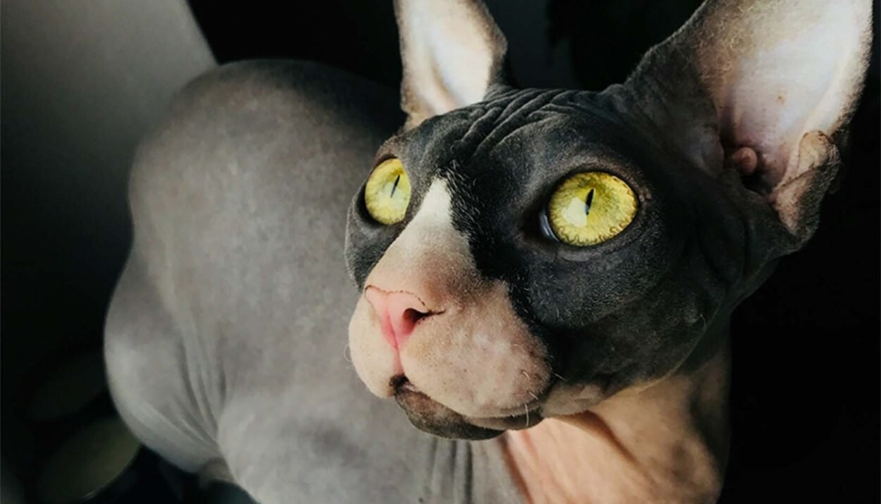 Elf-sphynx-cat