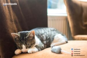 American-wirehair-grey and white-cat-breeds