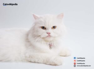 White-Persian-Cat
