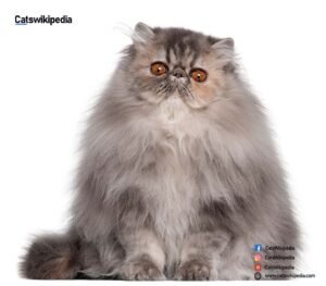 Persian-Cat-Price