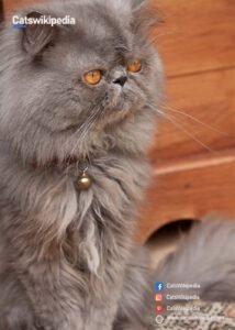 Blue-Persian-cat