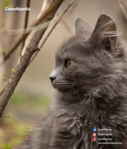 Grey-Persian-Cat