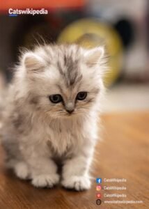 Persian-Cat-Kitten