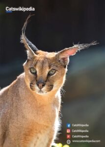 Caracal-Cats