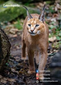 Caracal-Cat