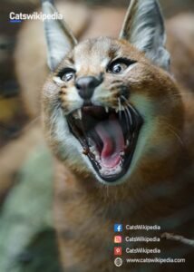 African Caracal Cats