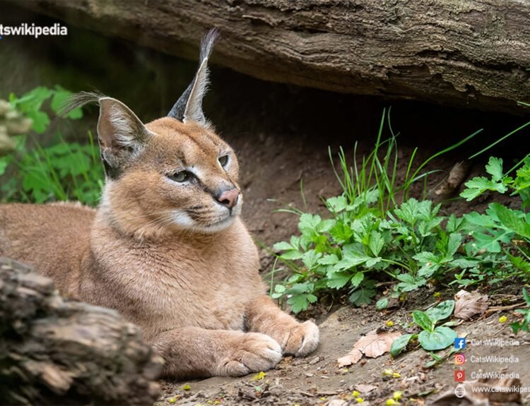 Caracal-Cats