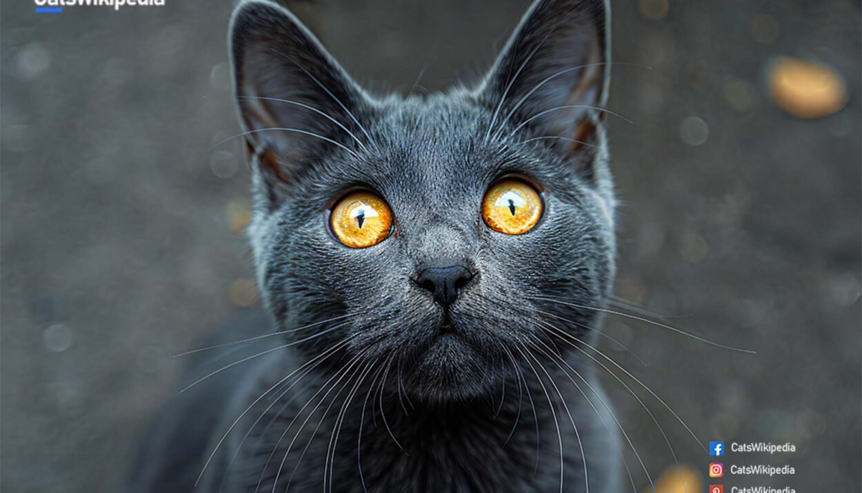 Chartreux-Cat-Breed