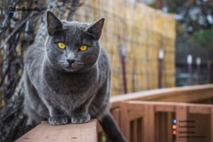 Chartreux Cat 