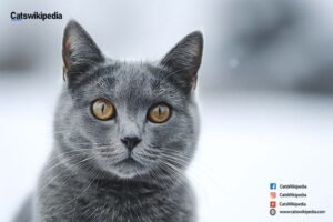 Chartreux-Cats