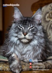GREY-MAINE-COON