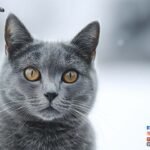 Chartreux-Cat-Kitten