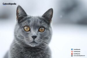 Chartreux-cat-characteristics