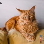 ORANGE-MAINE-COON-CAT