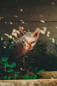 Elf-Hairless-Cat