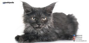 HOW-MUCH-IS A-MAINE-COON
