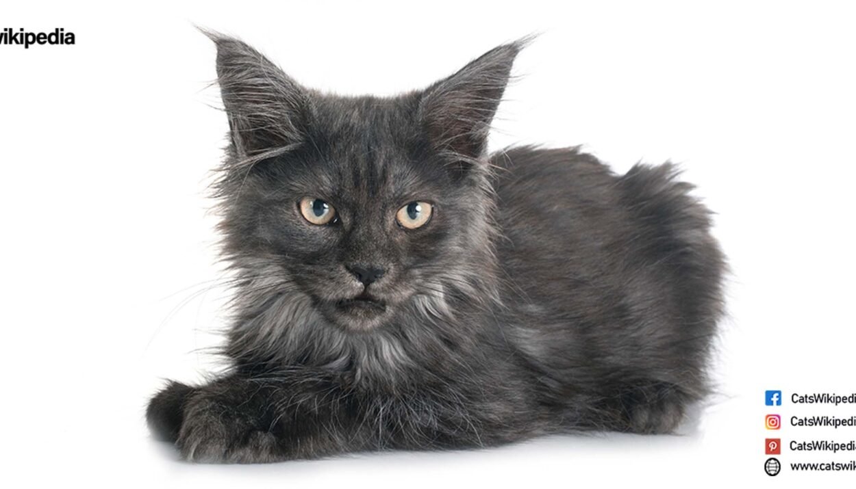 Black-Maine-Coon-cat