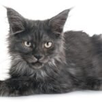 Black-Maine-Coon-cat