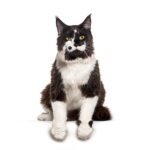 BLACK-AND-WHITE-MAINE-COON