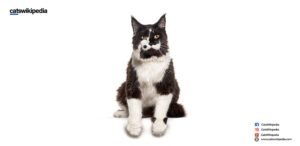 BLACK-AND-WHITE-MAINE-COON 