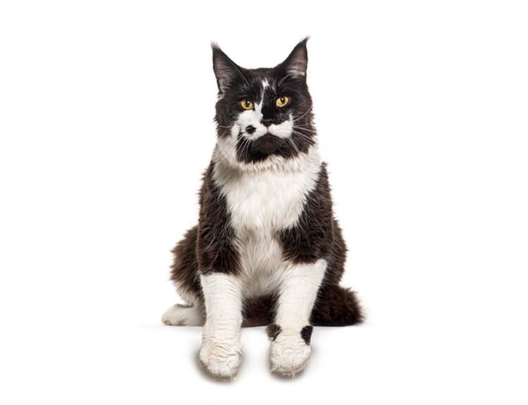 BLACK-AND-WHITE-MAINE-COON